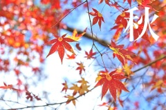秋