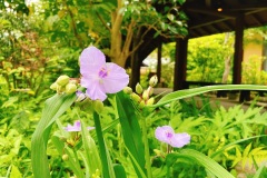 夏